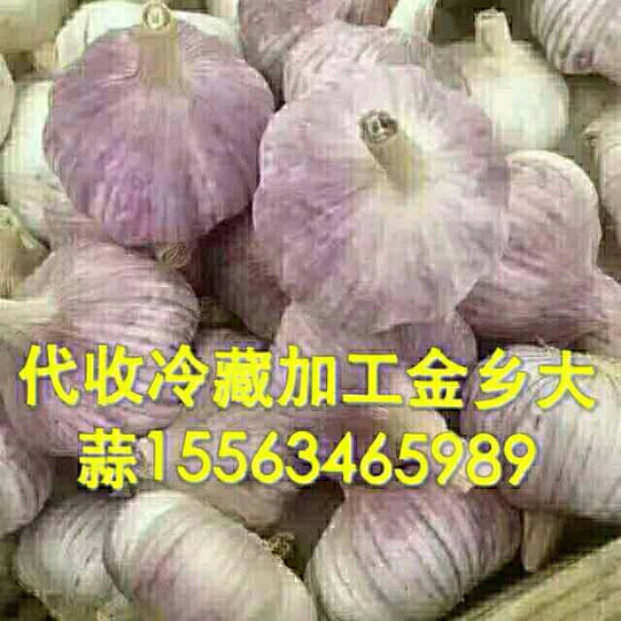 金乡大蒜行情最新动态解析