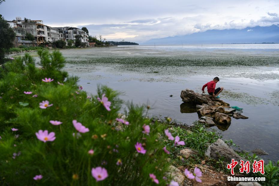 大理洱海治理最新进展与显著成效概述