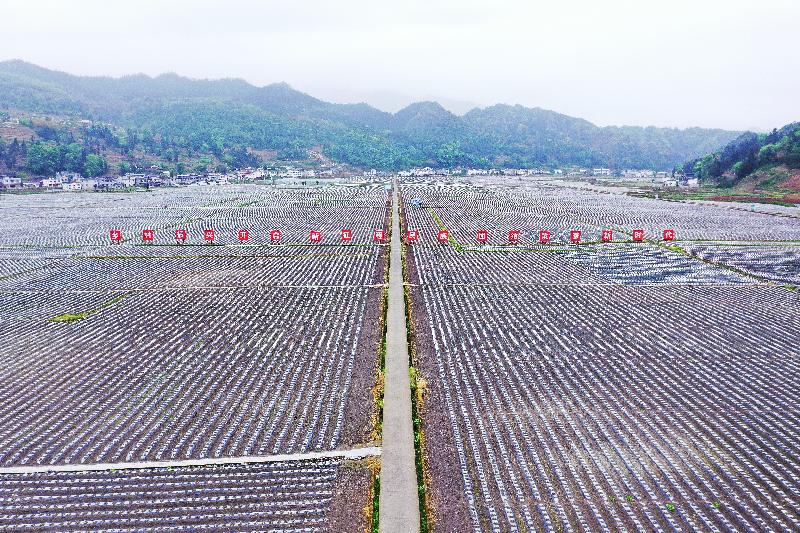 大高坪苗族乡最新项目，引领地区发展的强大引擎